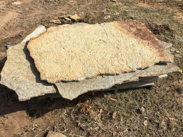 Sandstone slab fossilized